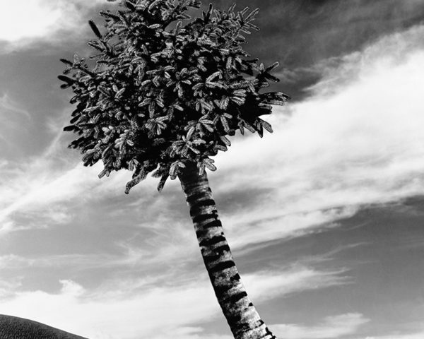 Photomontage The Fir-Palm by conceptual artist Lorraine O’Grady.