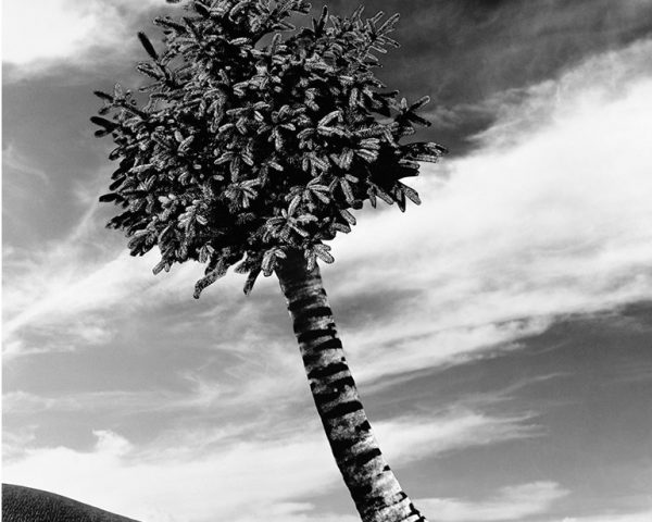 Photomontage The Fir-Palm by conceptual artist Lorraine O’Grady.