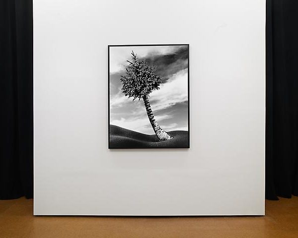 Lorraine O'Grady The Fir-Palm (1991/2012) Installation view Alexander Gray Associates (2012).